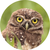 Close-up of a brown owl with bright yellow eyes, surrounded by green foliage.