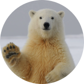 A polar bear standing on snow, facing forward and raising one paw as if waving.